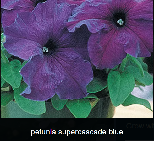 PetuniaSupercascadeBlue.png