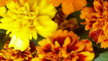 #9 MARIGOLD BONANZA MIX