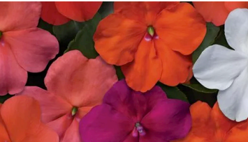 #8 IMPATIENS MIX