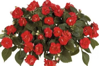 10. DOUBLE IMPATIENS - HANGING BASKET