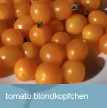 TomatoBlondkopfchen.png