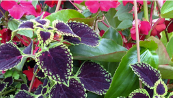 #6 SHADE - HANGING BASKET