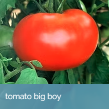 15. TOMATO - 6 VARIETIES AVAILABLE