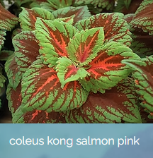 ColeusKongSalmonPink.png