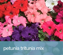 33. PETUNIA - TRITUNIA