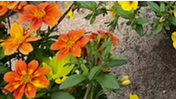 #2 SUN MIX - PATIO POT