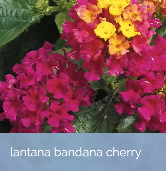 29. LANTANA BANDANA