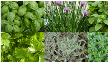 #16 CULINARY HERB MIX