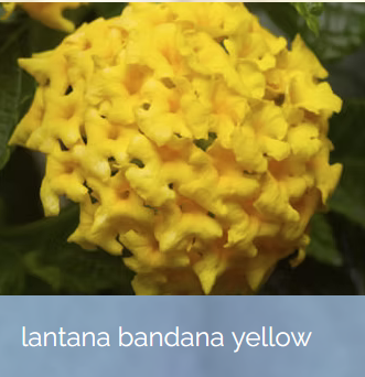 LantanaBandanaYellow.png