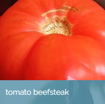 TomatoBeefsteak.png