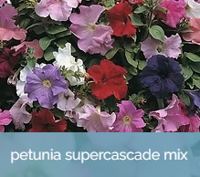 31. PETUNIA - SUPERCASCADE
