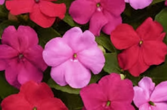 28. IMPATIENS - OTWAY MIX