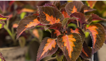 #15 COLEUS FAIRWAY MIX