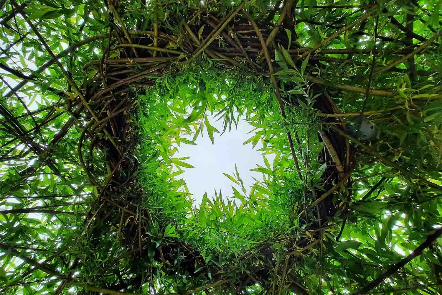 Living willow roof structure