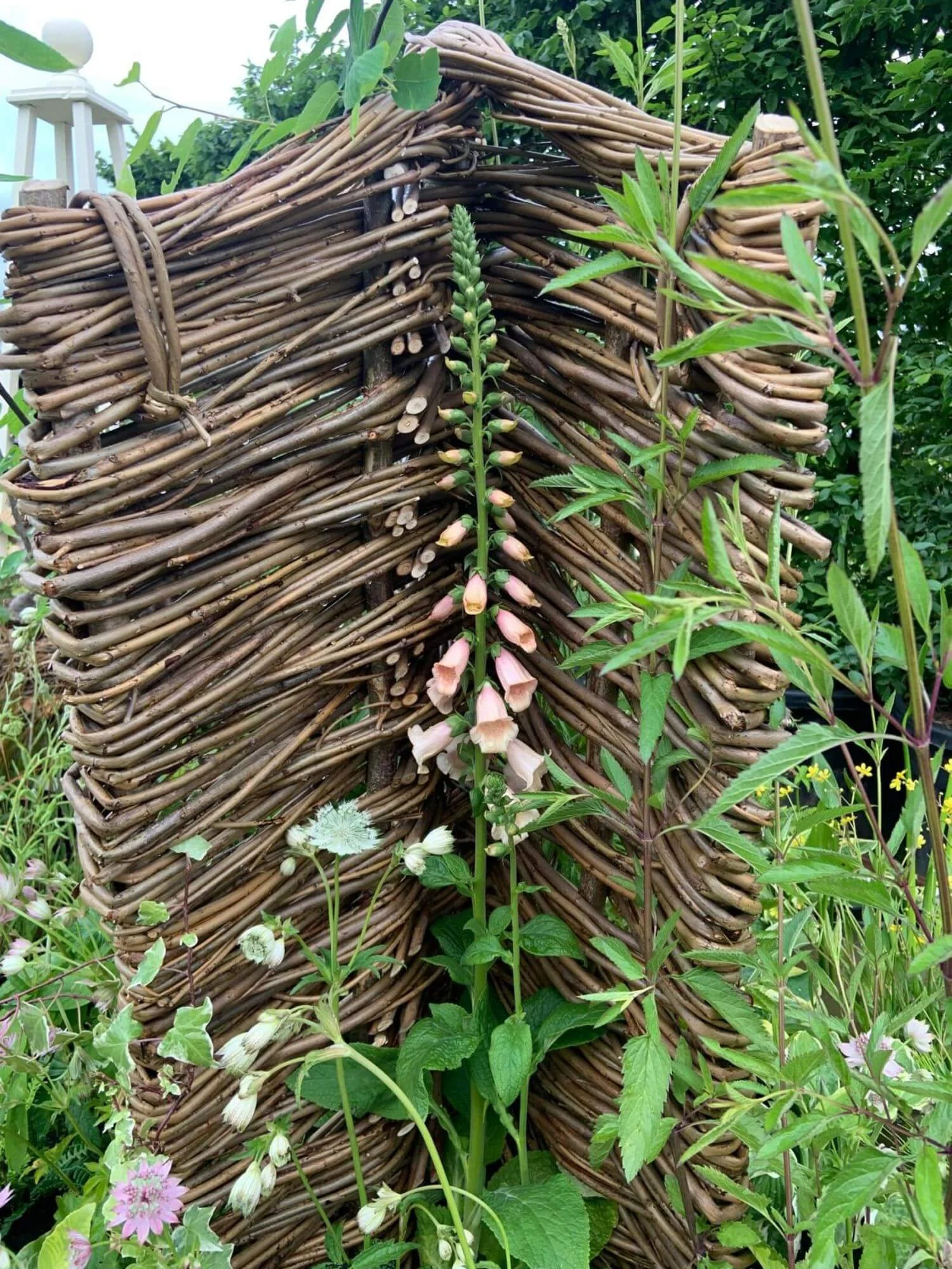 Foxglove in willow fence featured at Windsor Flower Show 2024