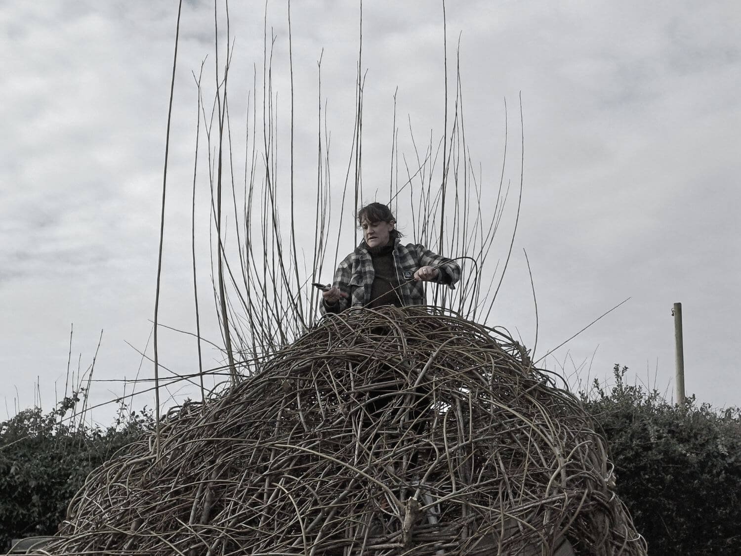 Mollie undertaking maintenance of living willow sculpture
