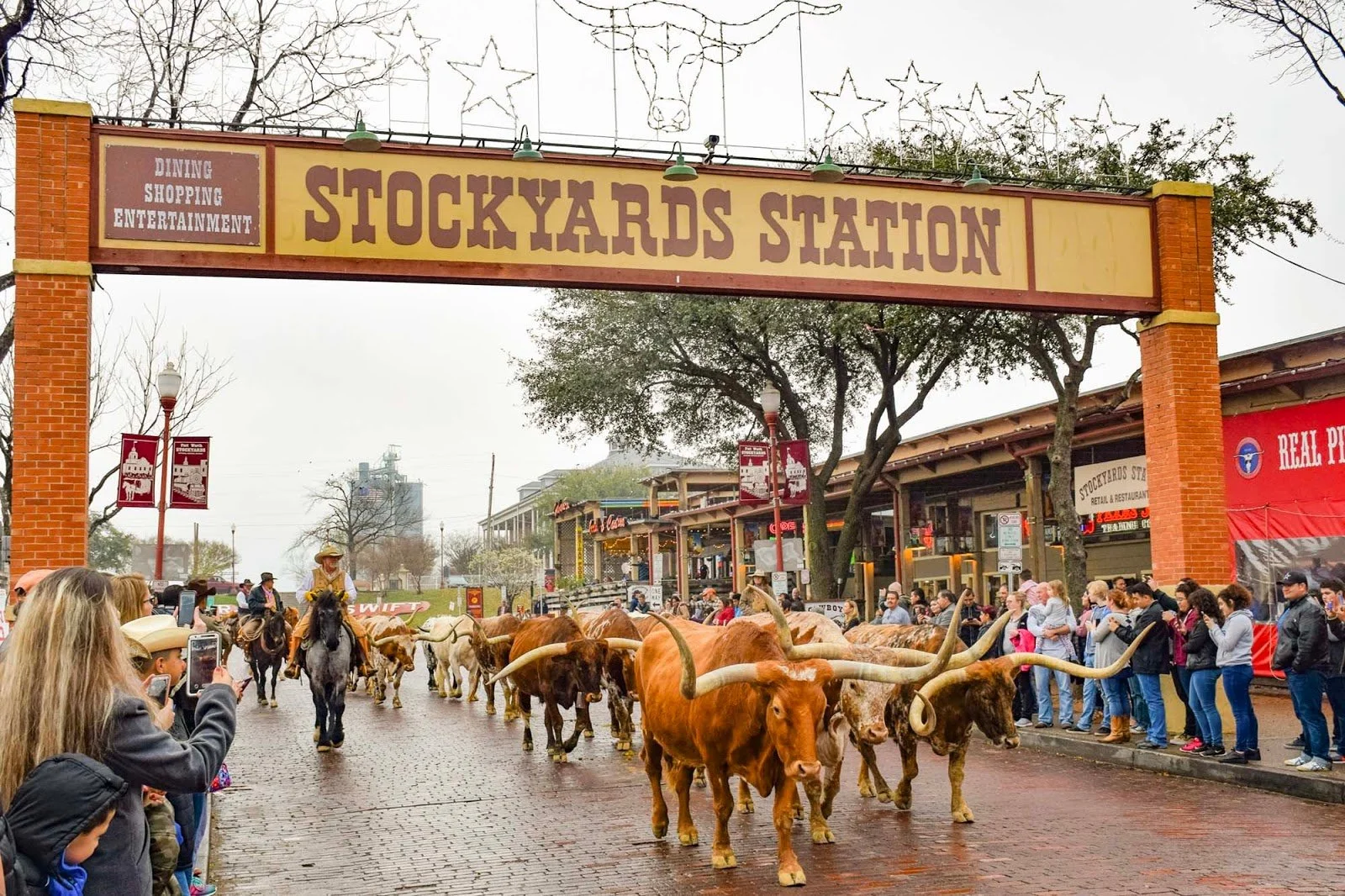 A parade of longhorn cattle walking through the streets of Stockyards Station, with spectators taking photos, on a cloudy day.