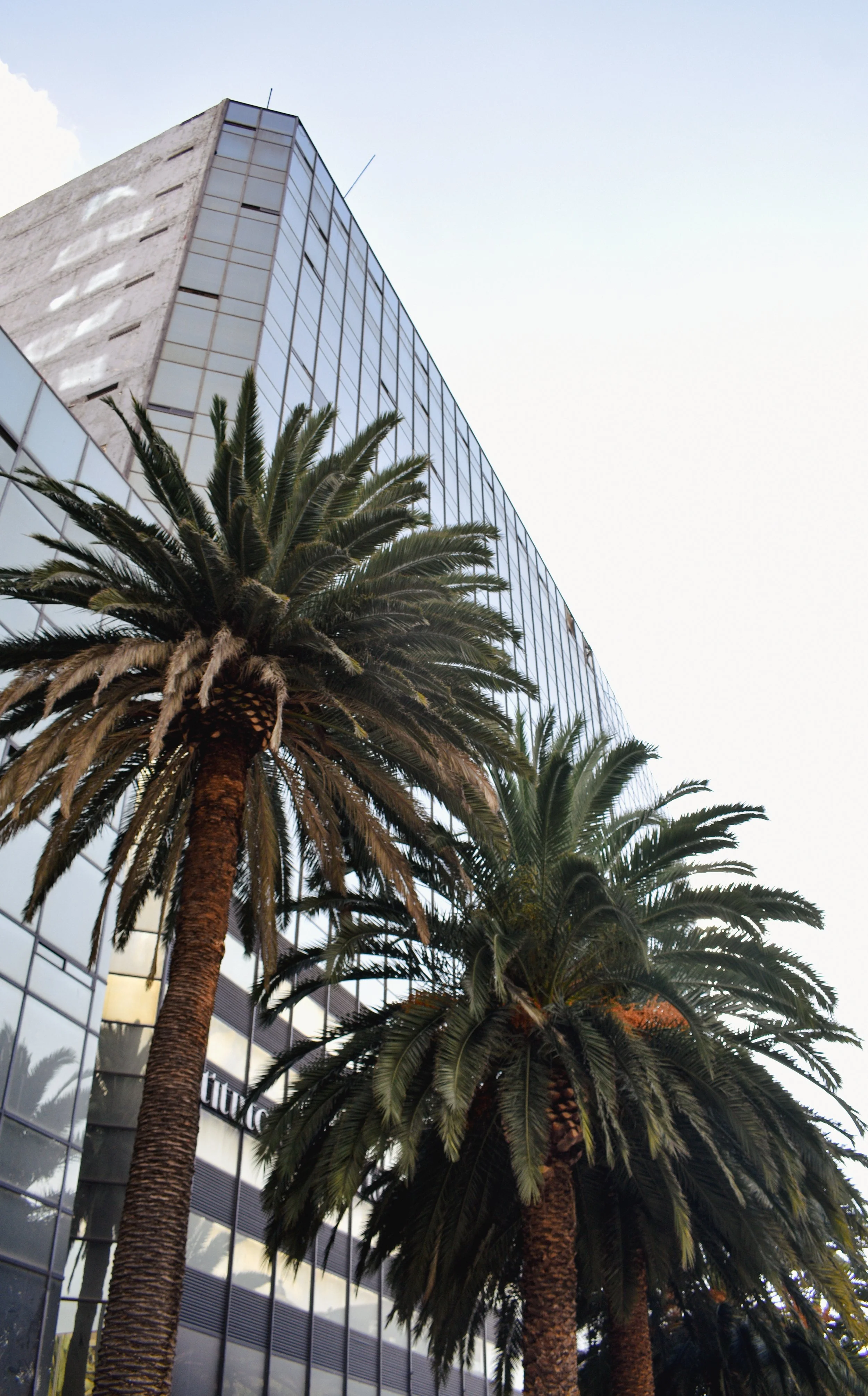 De grands palmiers devant un bâtiment moderne aux fenêtres en verre, sous un ciel clair.