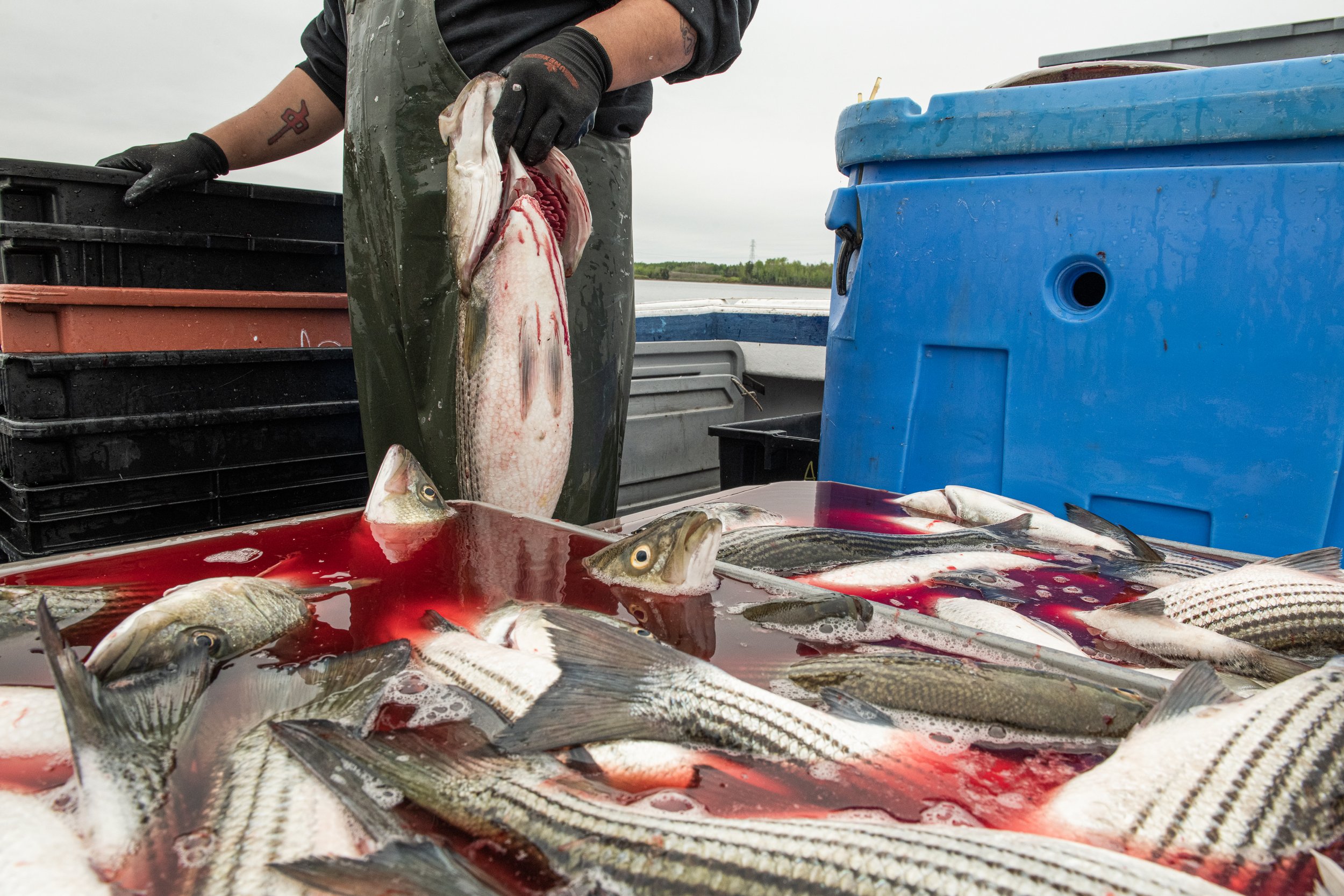 In 2018 Eel Ground First Nation in New Brunswick, Canada, was granted a quota to harvest 50,000 striped bass. In a community that faces structural poverty and the ongoing legacy of colonialism, that allocation stands to make a real difference. Filled