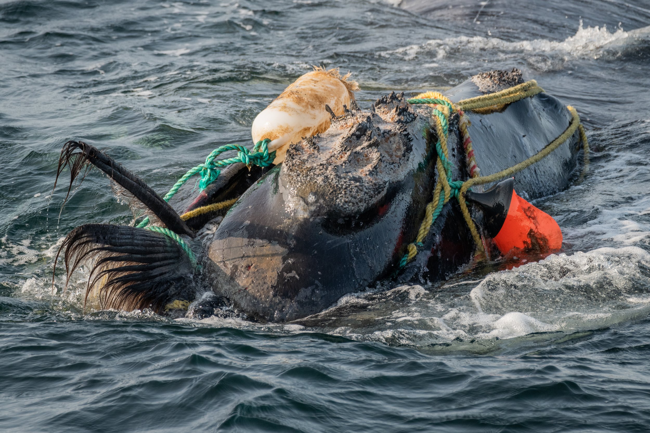 Fishing ropes wrap around the head and mouth, damaging the baleen of a severely entangled North Atlantic right whale (Eubalaena glacialis) in the Gulf of Saint Lawrence, Canada. Fishing gear entanglement is a leading cause of death in North Atlantic