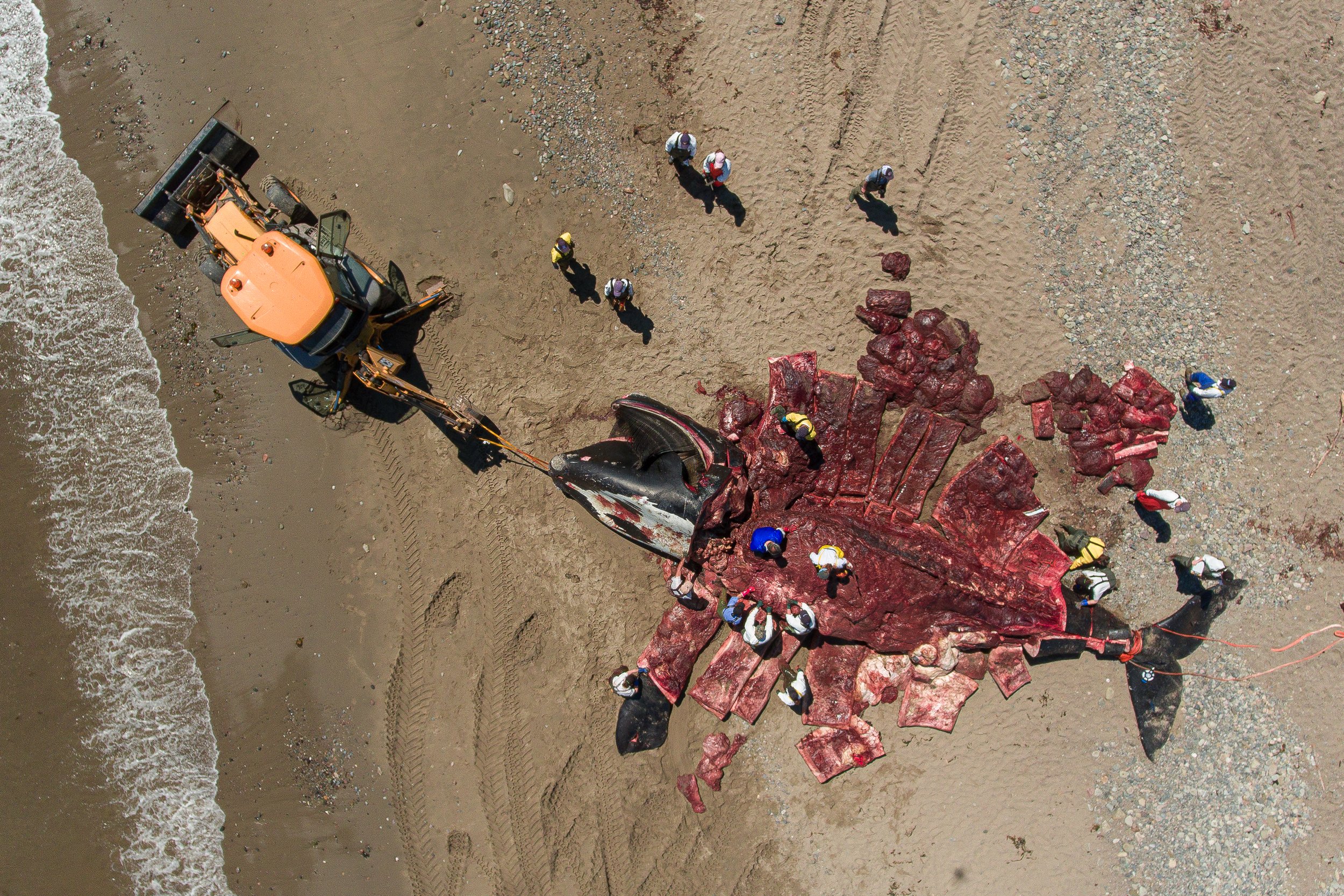 The body of North Atlantic right whale "Wolverine" is flensed during a necropsy conducted by a team of more than two-dozen, including biologists, veterinary pathologists and veterinary technicians, on Miscou Island, New Brunswick, Canada.