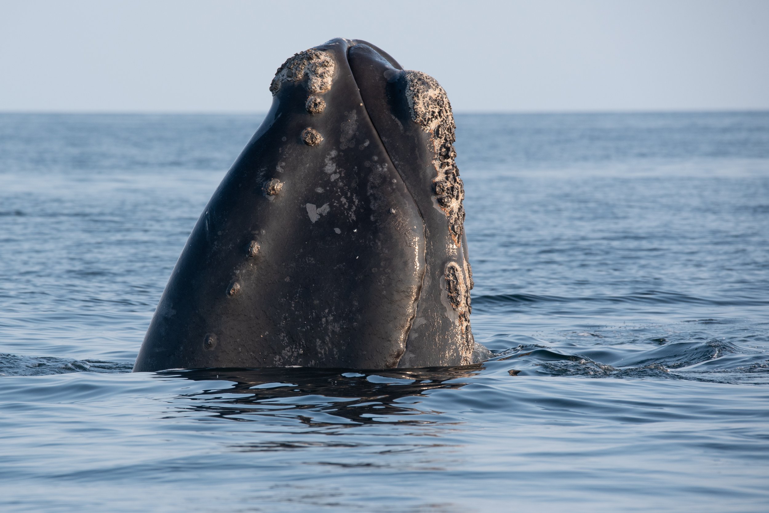 The head of a North Atlantic right whale (Eubalaena glacialis) emerges from the waters of the Gulf of Saint Lawrence, Canada.