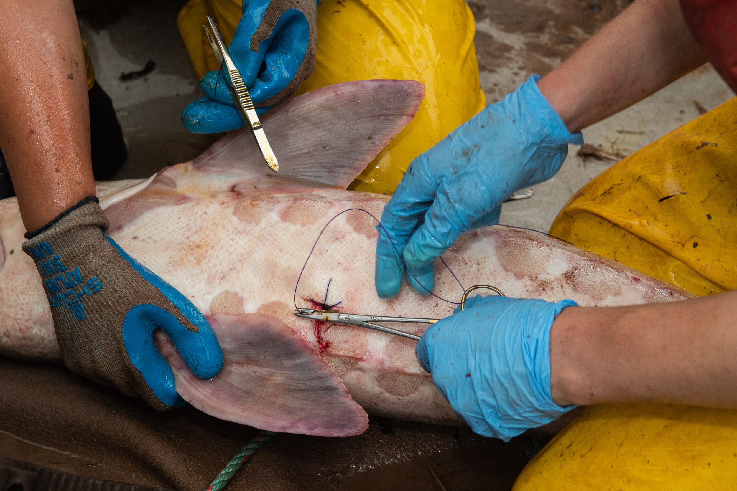 A team of researchers from Dalhousie and Acadia University place an acoustic transmitter directly into the abdomen of an Atlantic Sturgeon. From May to October each year, about 9000 sturgeon migrate into the Minas Basin from across the eastern seaboa