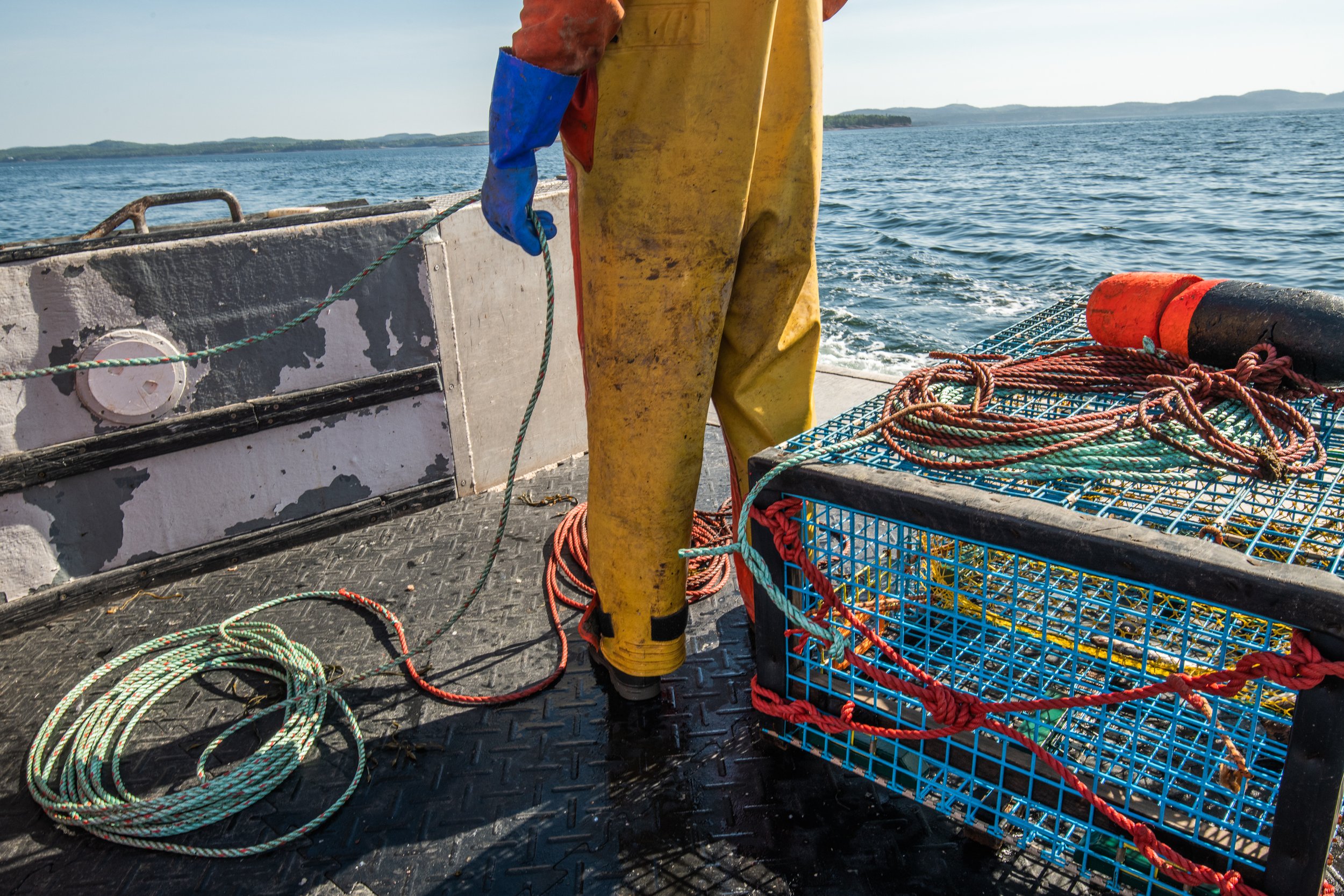 A lobster fisherman prepares to set a trap in the Bay of Fundy in New Brunswick, Canada. The ropes from trap and pot fisheries pose a serious threat to North Atlantic right whales.