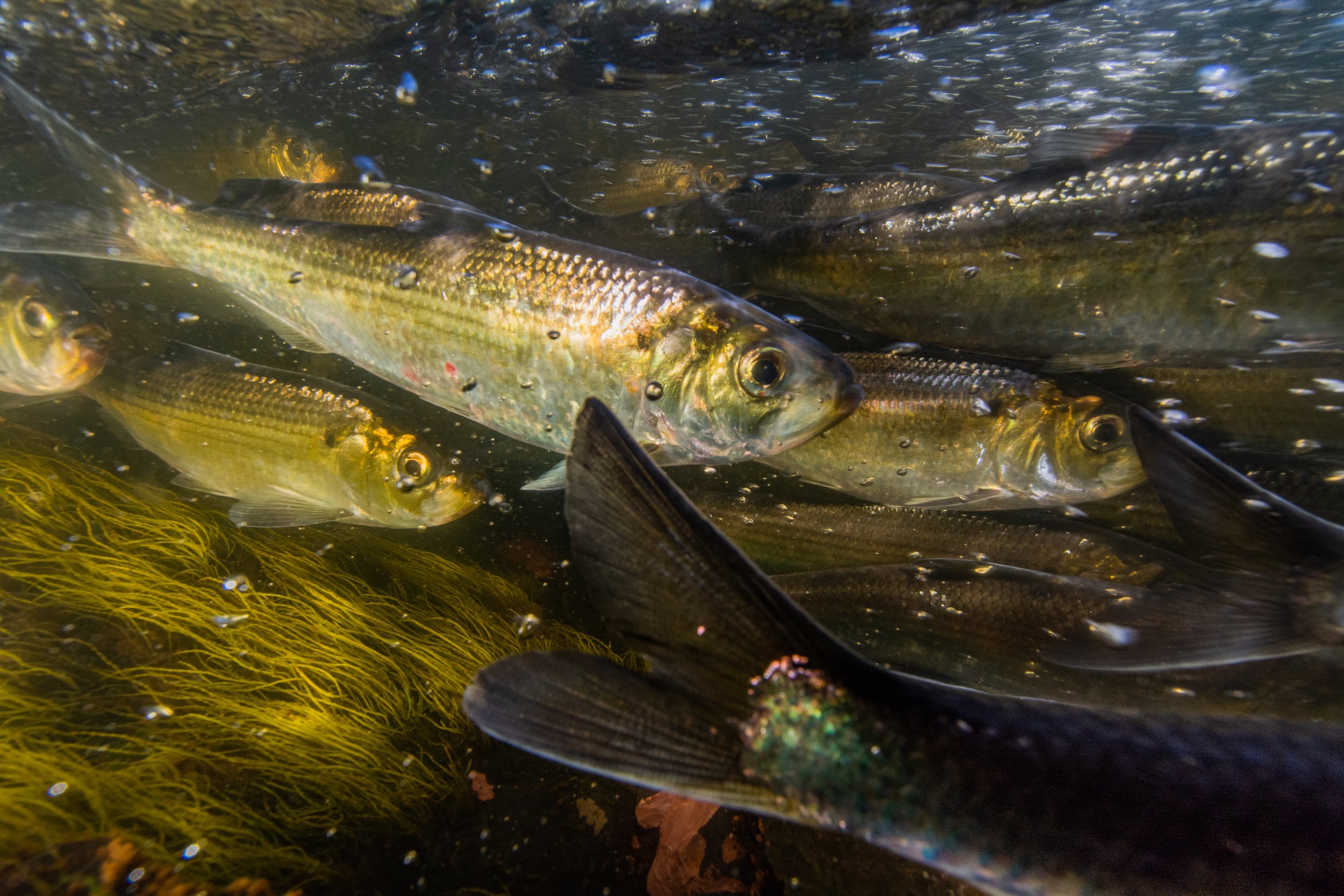 Pennamaquan-river-alewife-run-5472.jpg