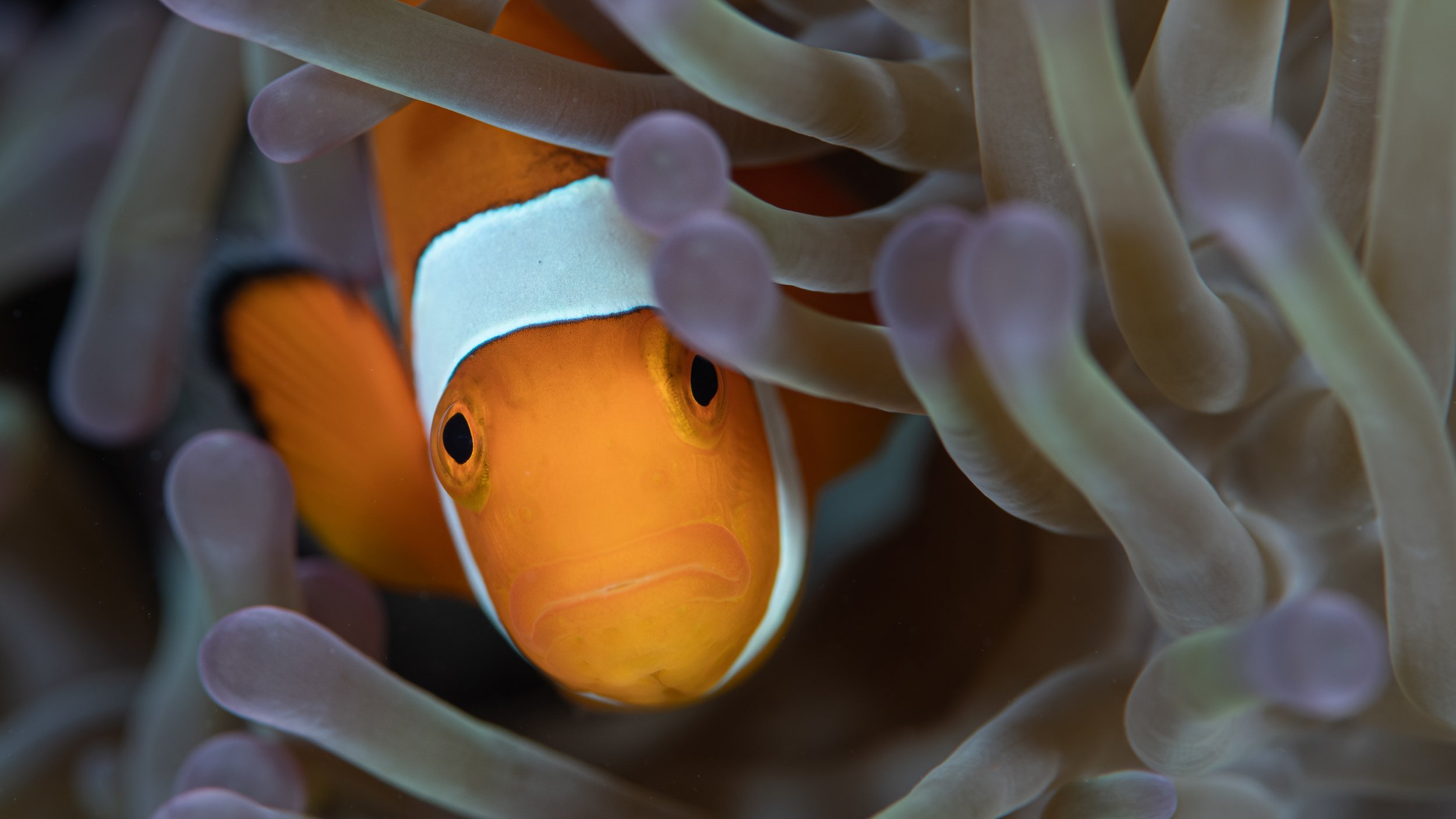 Western clownfish (Amphiprion oceallaris) in a sea anemone on a reef in Raja Ampat, West Papua, Indonesia. Not long ago, reefs in this area were devastated by bomb fishing and unsustainable fishing practices, but community led conservation efforts ha