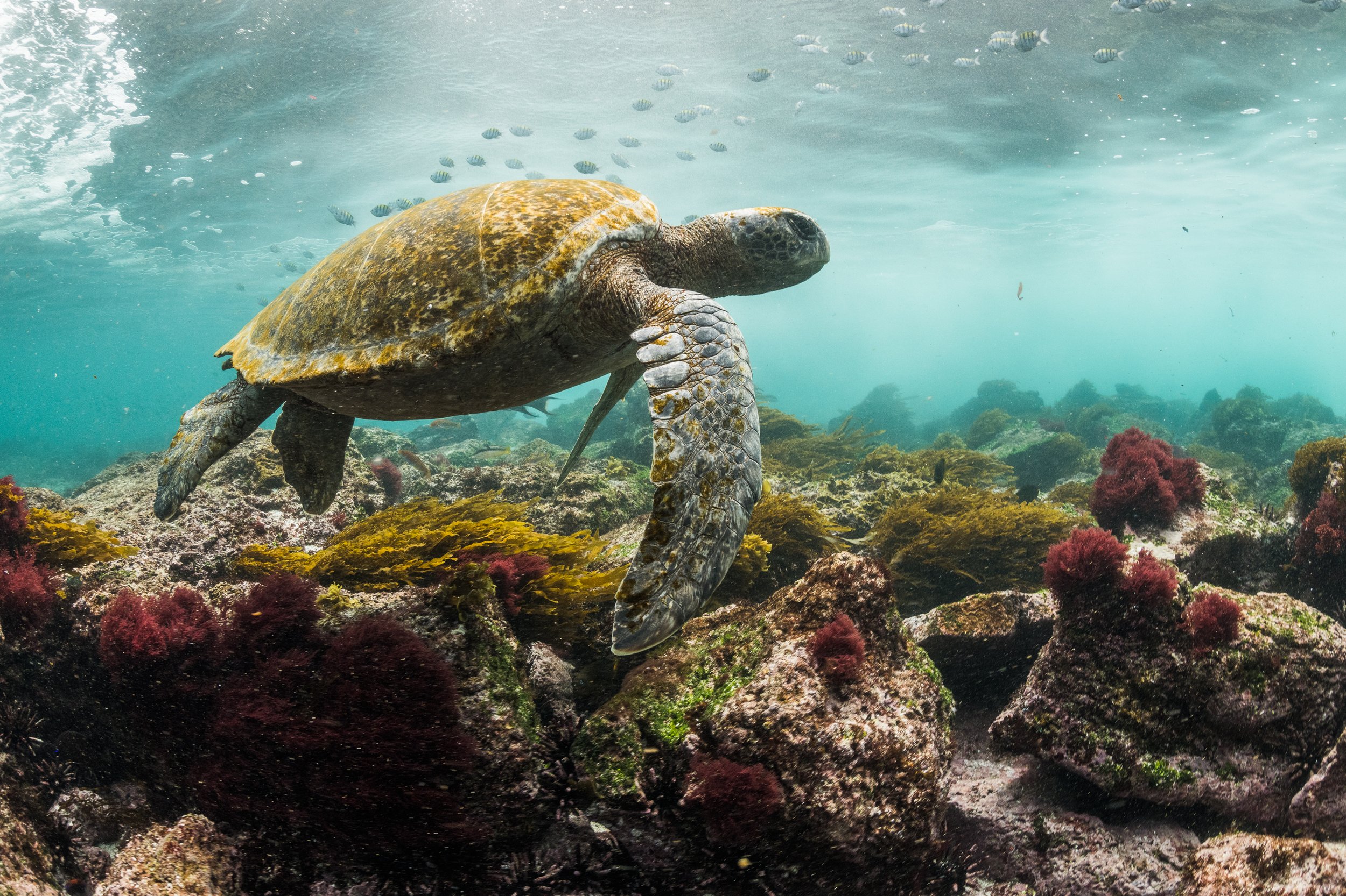 A Galápagos green sea turtle swims off the coast of San Cristobal Island in the Galápagos. The Galápagos islands has one of the highest densities of sea turtles on Earth - proof of the effectiveness of conservation efforts.