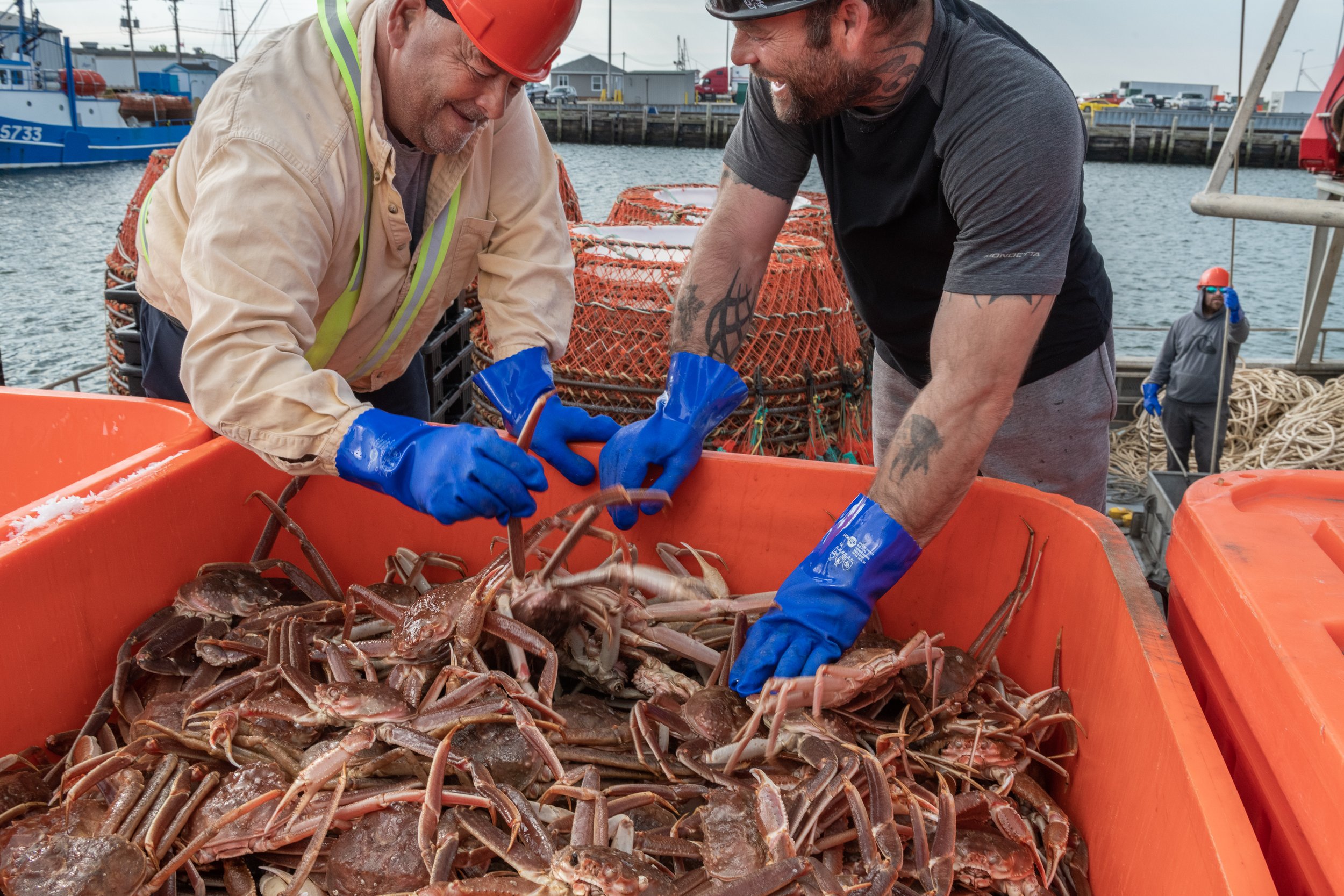 Fisherman offload a fresh catch of Canadian snow crab in the port of Shippigan, New Brunswick, Canada. The fishery has come under fire for its impact on the endangered North Atlantic right whale, but new innovations could help improve the fisheries r