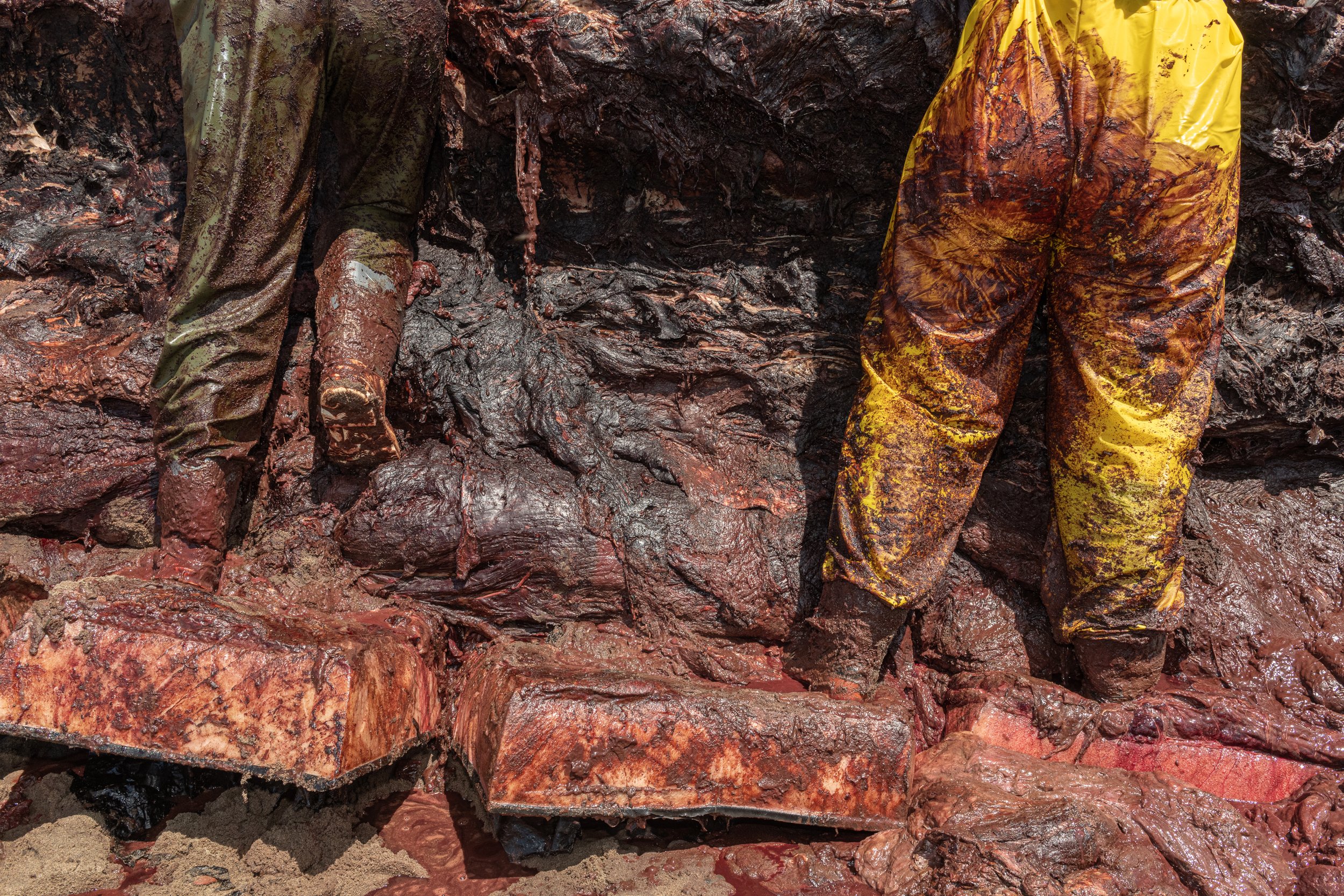 Researchers stand in the body of North Atlantic right whale "Wolverine" while conducting his necropsy on Miscou Island, New Brunswick, Canada.