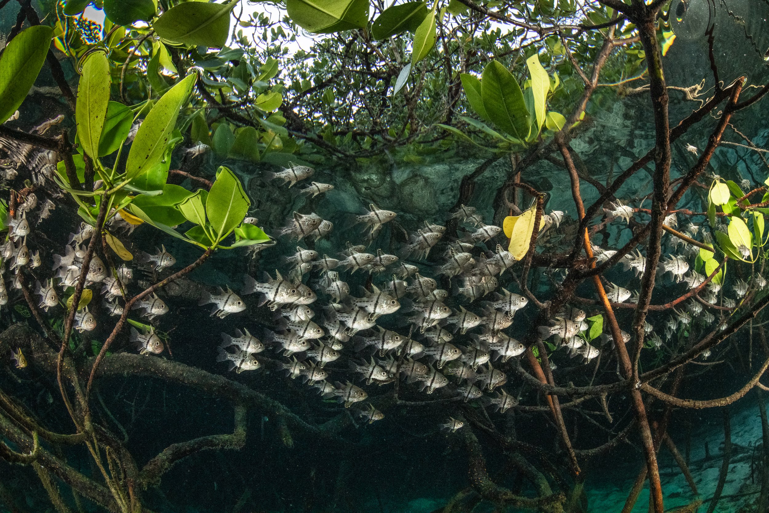 Orbiculate cardinalfish find refuge within a twisted fortress of mangrove roots in Raja Ampat, Indonesia. Rather than growing in murky waters, these unique "blue water mangroves" grow in clear, blue water, often occuring alongside colorful coral comm