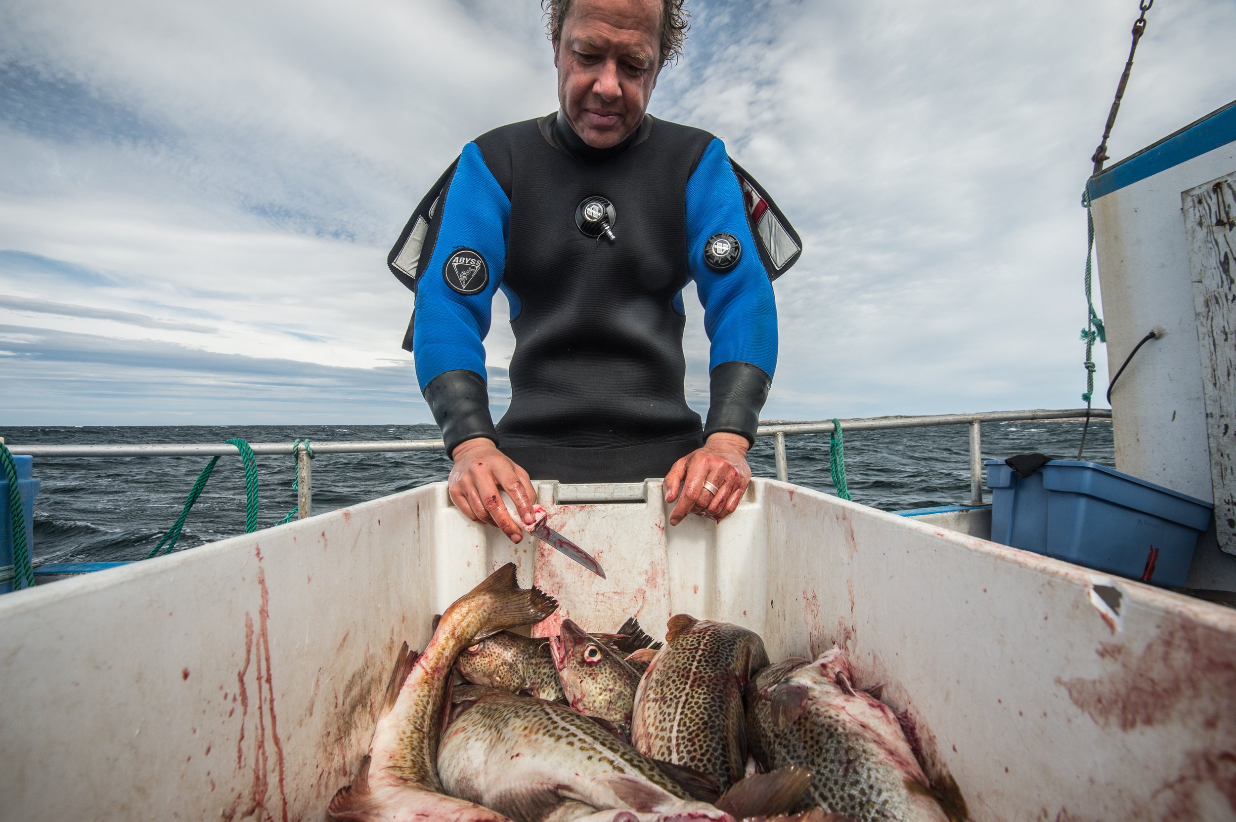 Renowned marine biologist, Dr. Boris Worm, investigates a catch of cod fish off the coast of Newfoundland, Canada. The catch is part of a new fishery that hopes to find sustainability in the wake of the historic cod collapse that crippled the regions