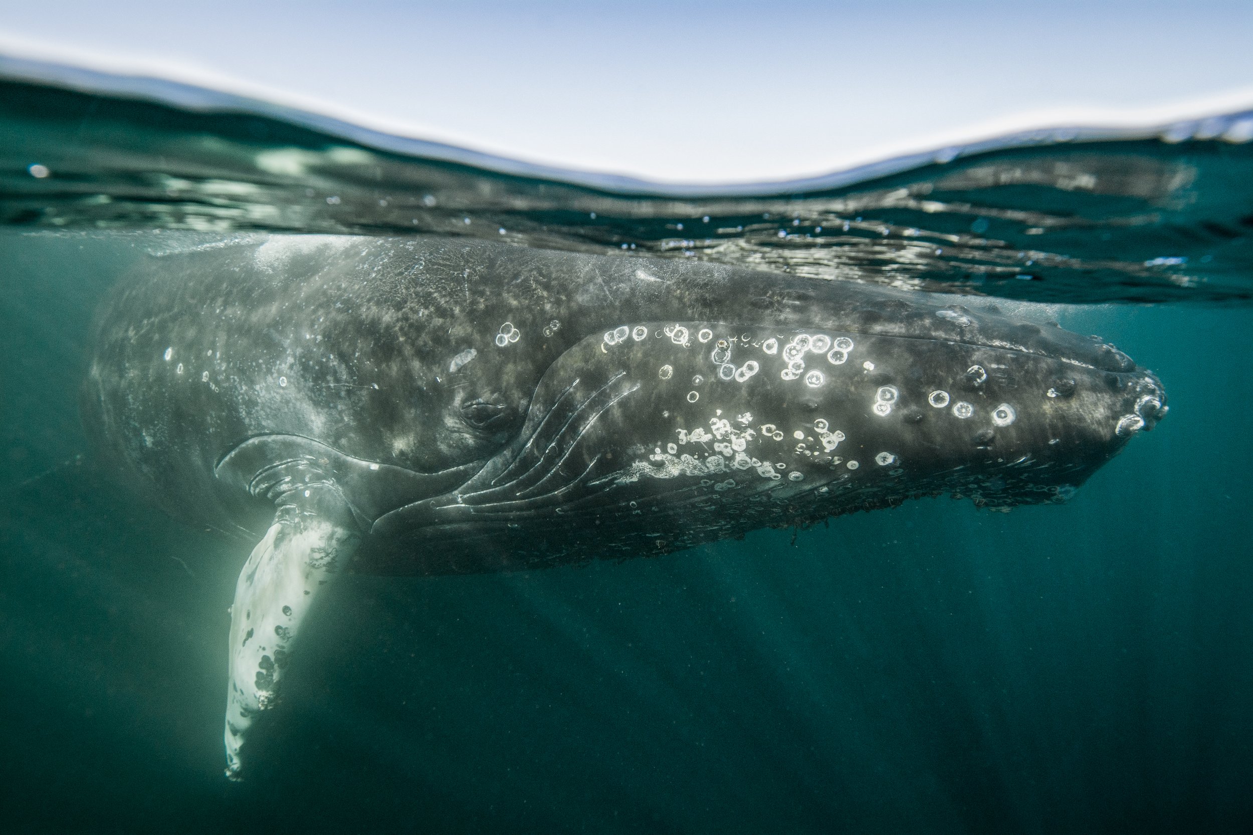 A young humpback whale rests at the surface of the Bay of Fundy in Canada. Humpbacks, like most baleen whales, migrate thousands of kilometers from tropical wintering grounds to feed in the nutrient rich waters of the worlds temperate oceans.