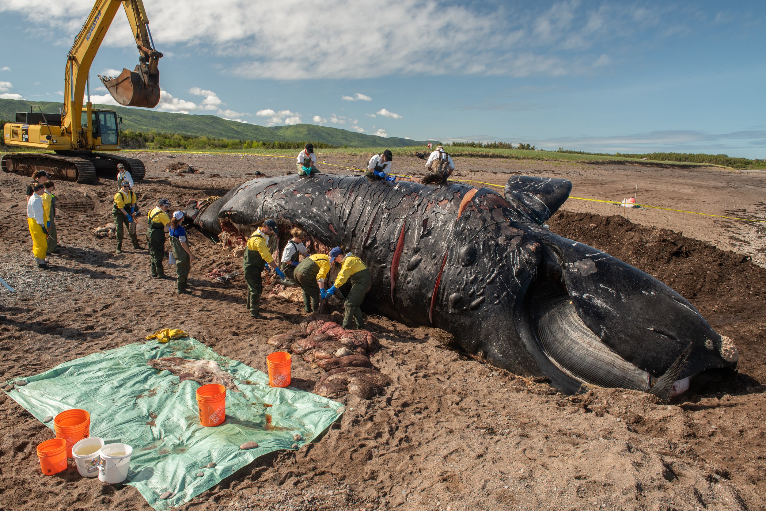 Researchers perform a necropsy on a dead North Atlantic right whale (Eubalaena glacialis) on a beach in Cape Breton, Canada. The whale, known as "Punctuation" to researchers, was a large female who scientists have been tracking since she was first sp