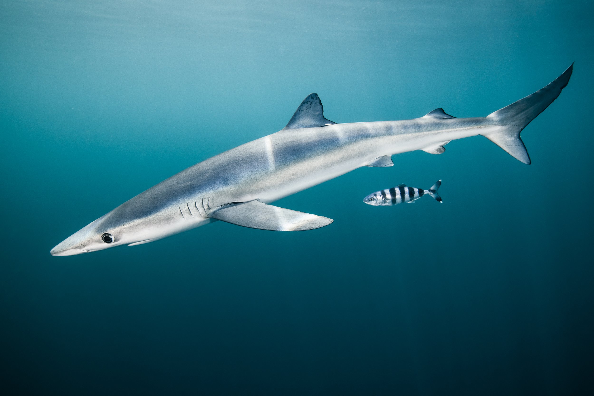A blue shark and pilot fish cruise the open ocean off Nova Scotia, Canada. A truly oceanic shark, blue sharks can roam accross entire ocean basins in search of food in the big blue.
