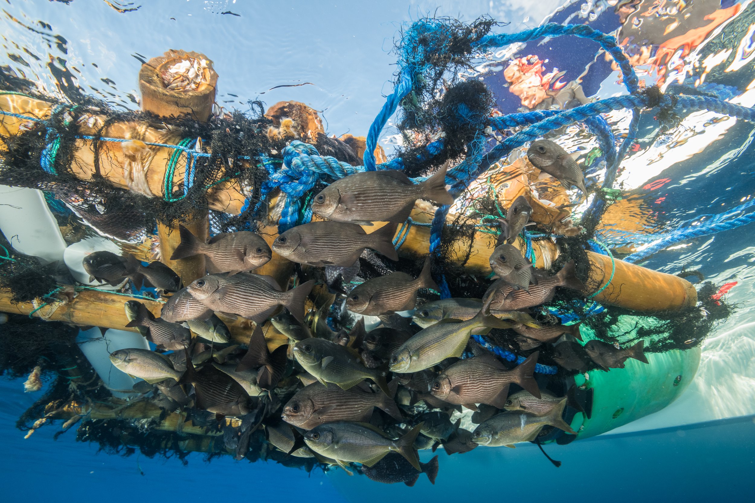 Fishes take shelter below a fish aggregating device, also known as a FAD. Illegal in many areas, FADs are used by fishing boats to capture large quantities of larger fish, like tunas, that are attracted to the fish that take shelter around the raft.