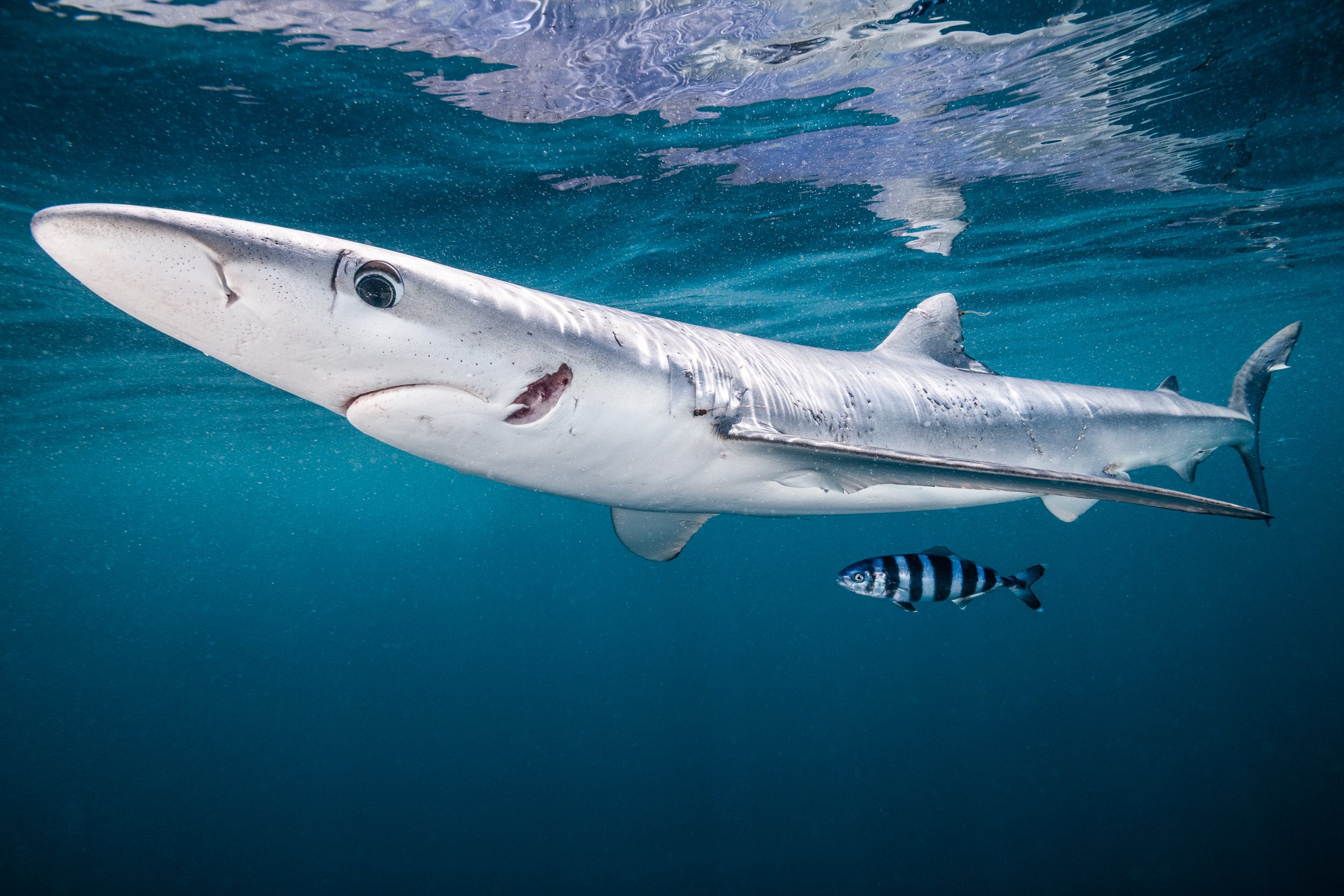 A blue shark swims off the coast of Nova Scotia, Canada, its mouth scarred by the removal from a long line hook. It is estimated that 10-20 million blue sharks are killed annually as a result of fishing, often caught unintentionally in tuna and sword