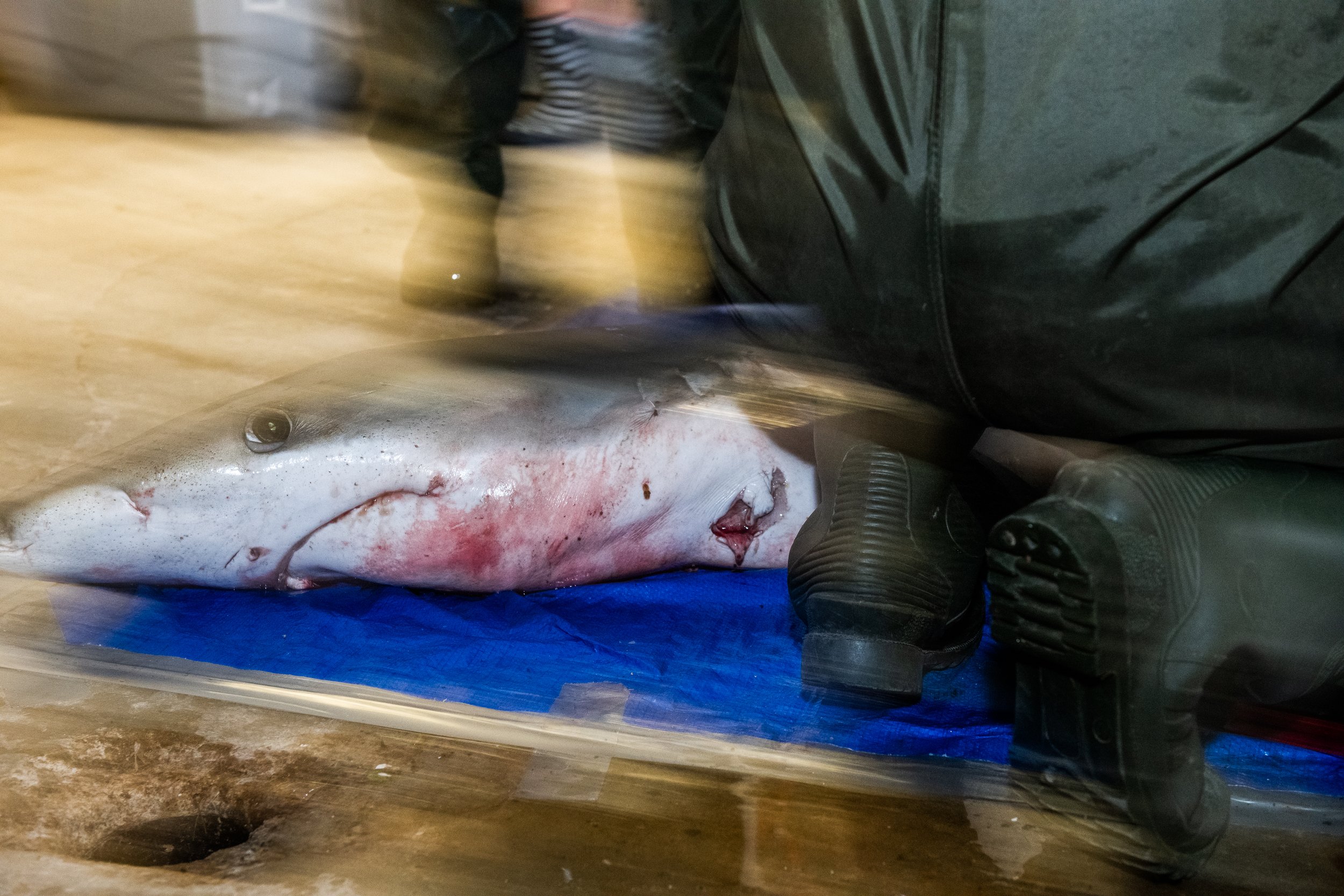 A shark is butchered at a fishing wharf in Nova Scotia, Canada. Over 150 million sharks are killed by humans annually. It is estimated that shark populations have declined by 90% worldwide.
