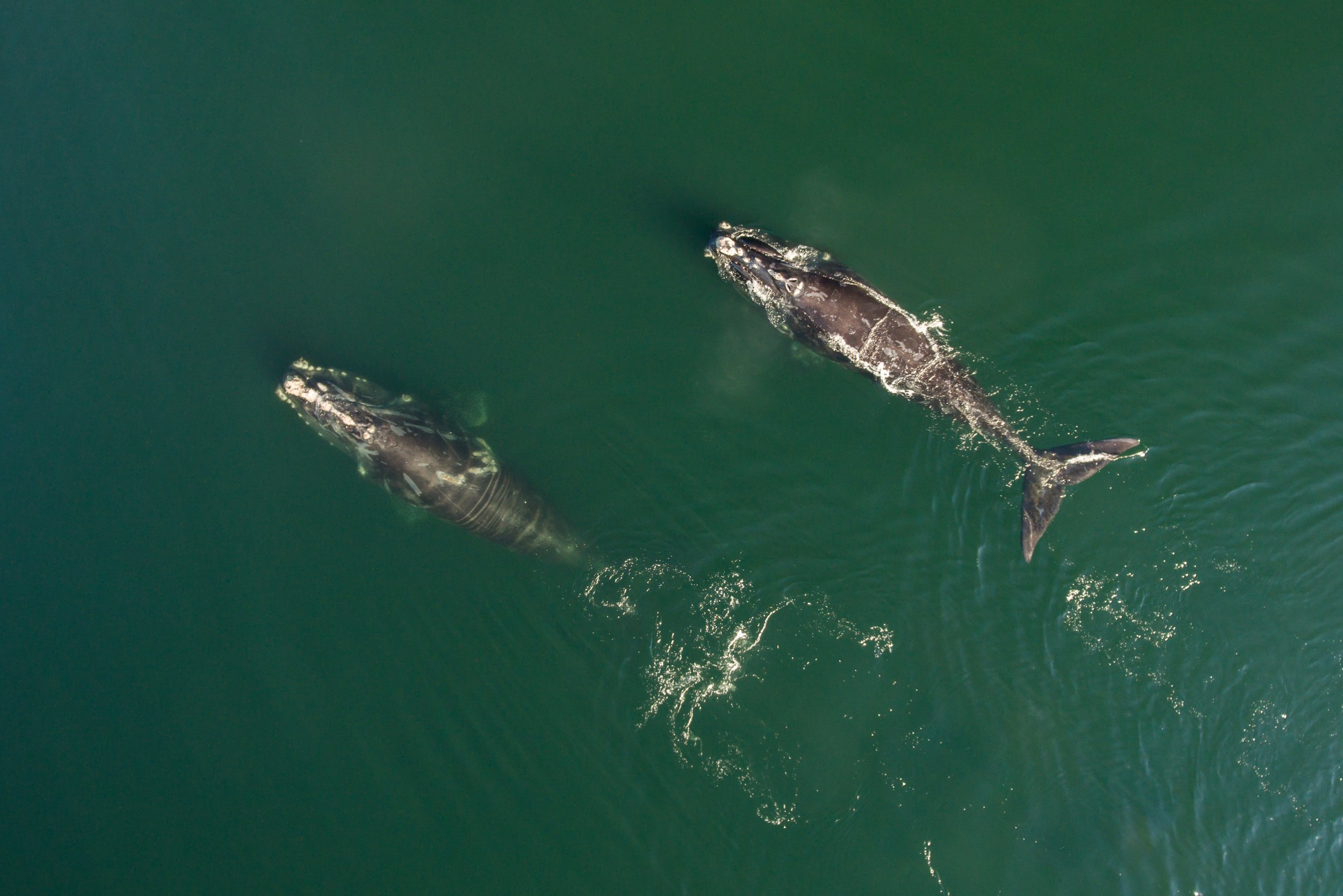 Two North Atlantic right whales feed (Eubalaena glacialis) in the rich, green waters of the Bay of Fundy, New Brunswick, Canada. North Atlantic right whale migrate thousands of miles from southern wintering grounds to feed in rich northern waters of