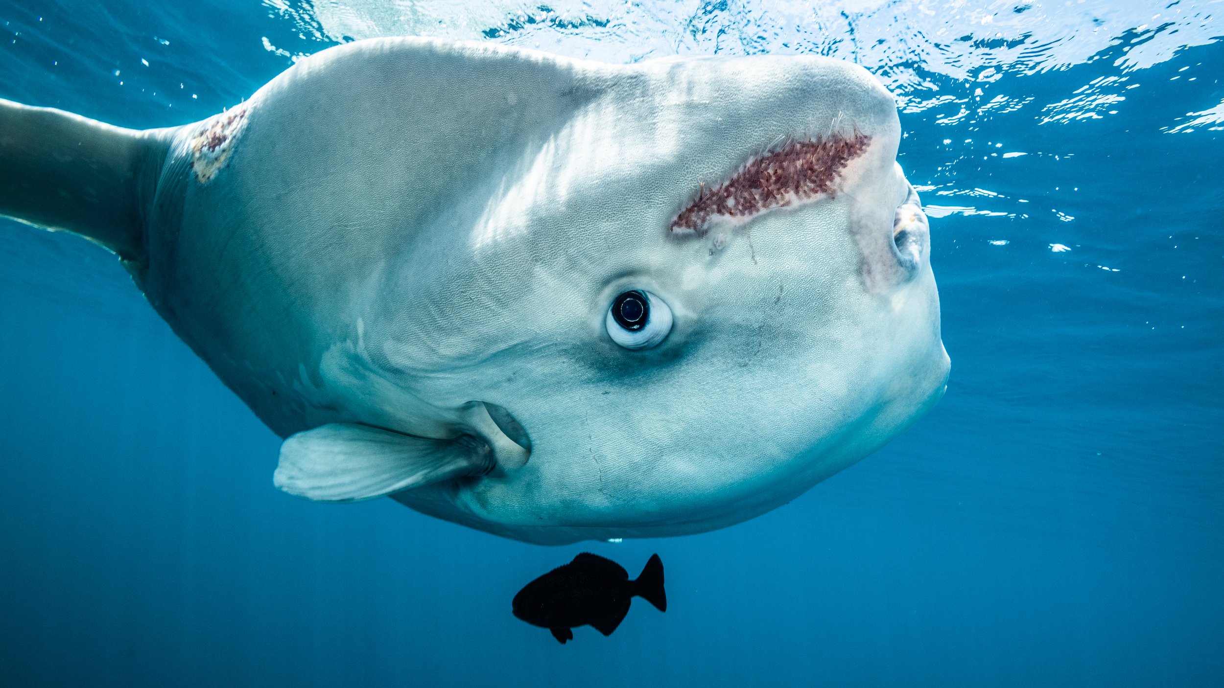 It’s peculiar that people often claim mola molas, or ocean sunfish, as their favourite fish. Perhaps it’s because molas are almost unimaginable — so strange and wonderful that it’s hard to believe evolution actually produced such a thing. In the crys