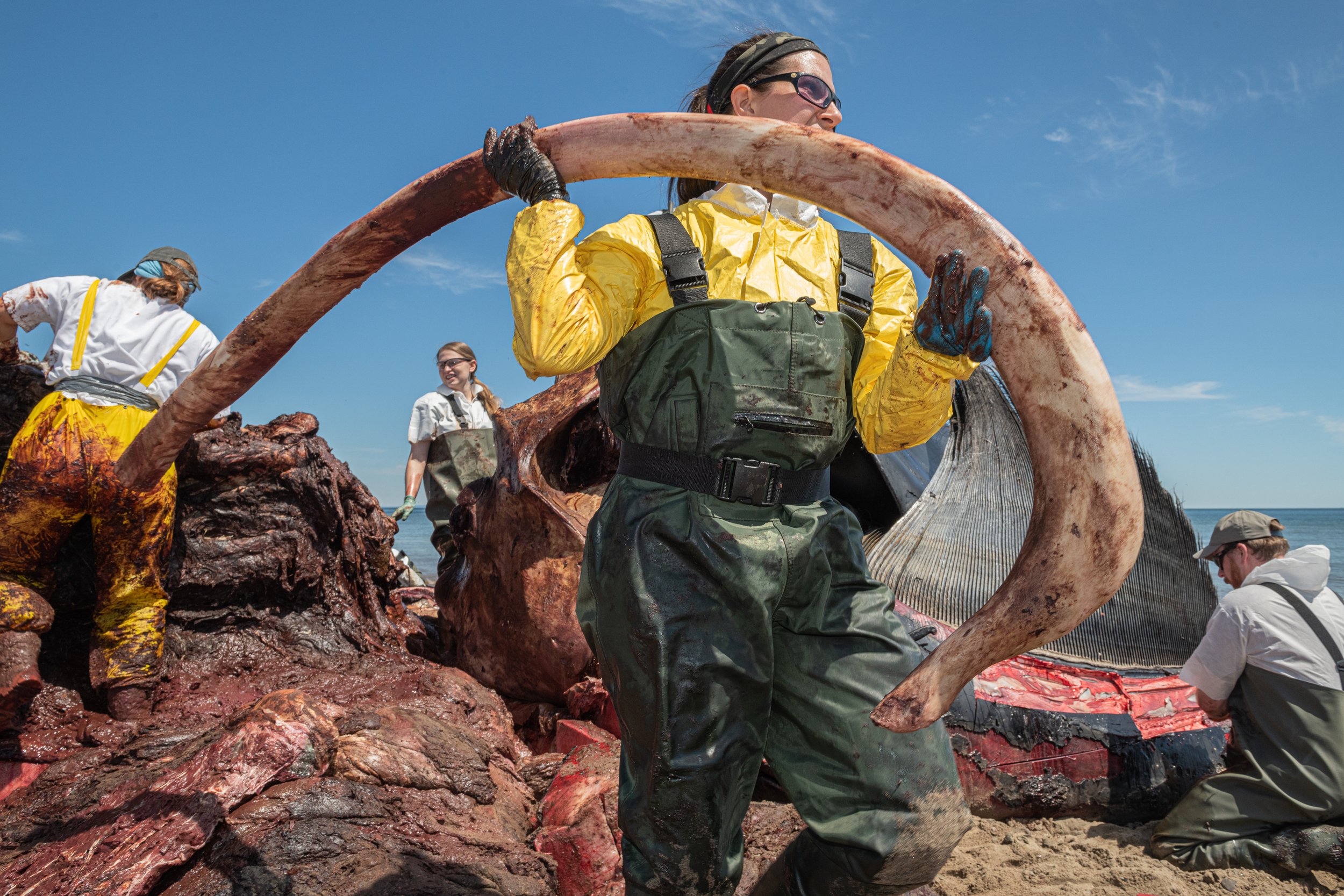 A researcher removes a rib from the body of 11 year old North Atlantic right whale right whale, "Wolverine". Bones will be investiagted for fractures and breaks that could indicate blunt force trauma consistant with a ship strike. Miscou Island, New