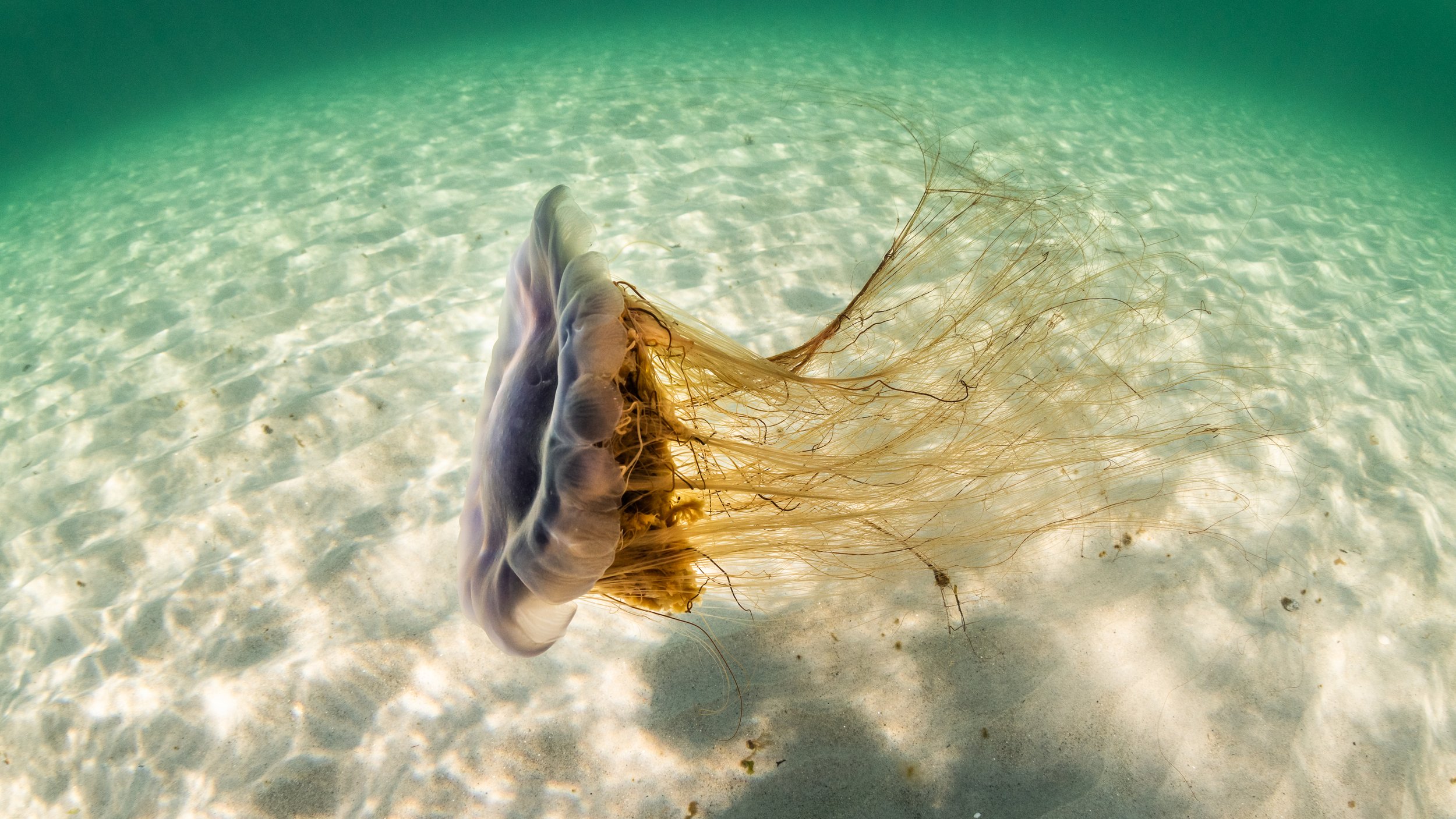 A lion's mane jellyfish drifts in the current off Nova Scotia, Canada. The lion's mane is the largest jellyfish in the world and can reach lengths of over 30 meters.
