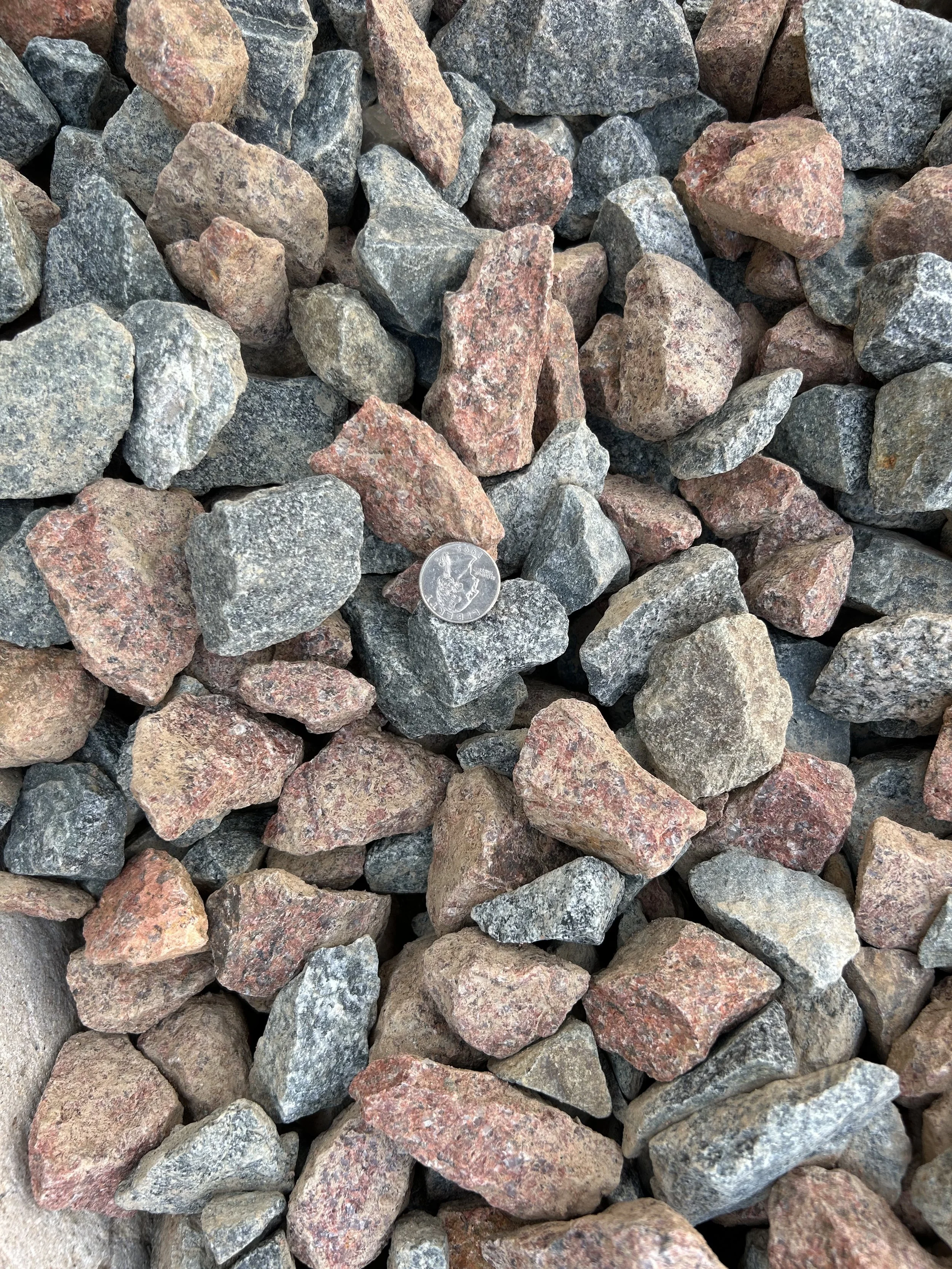 Black Cherry - Shade.JPG