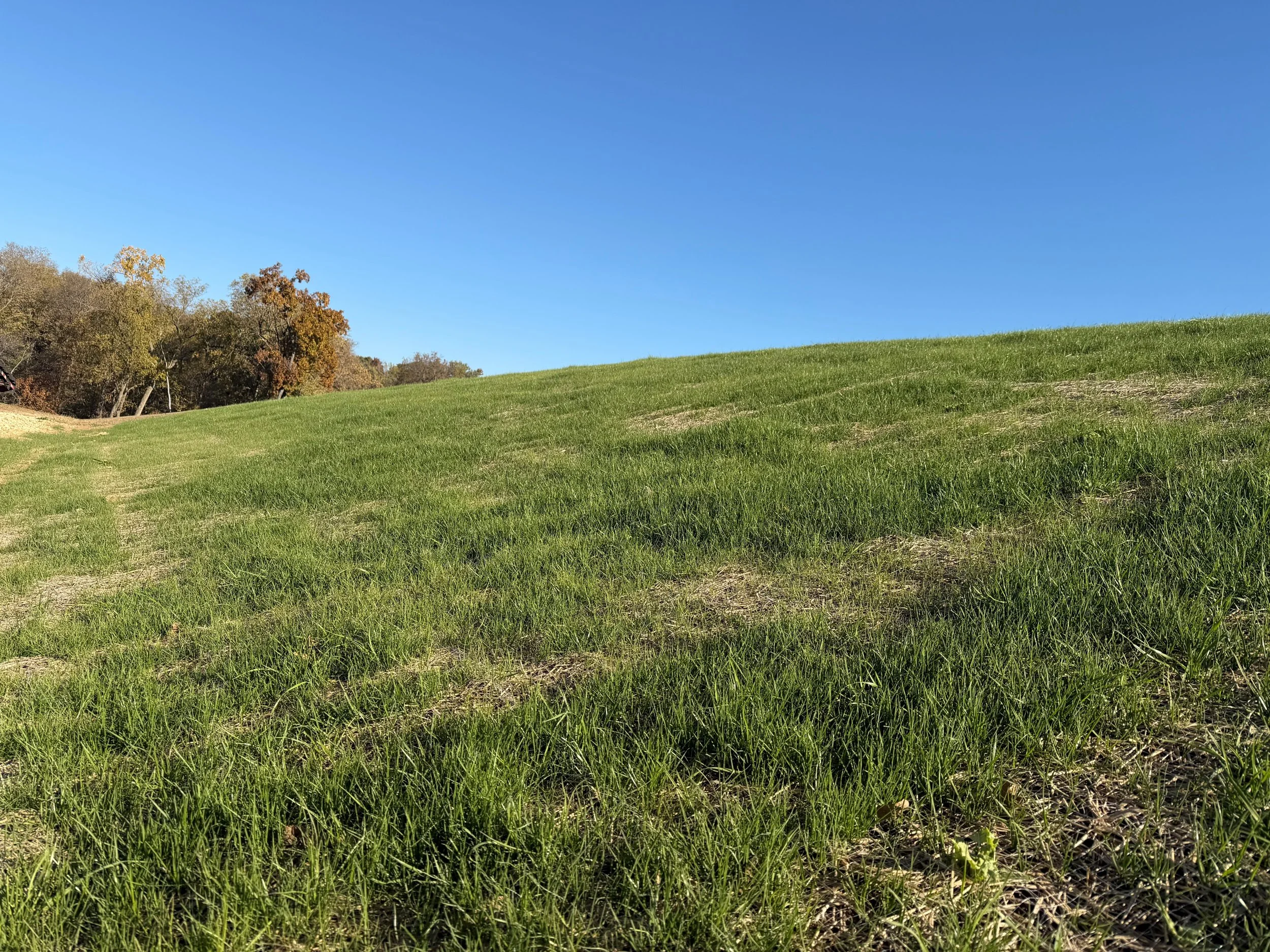 Grass Seed