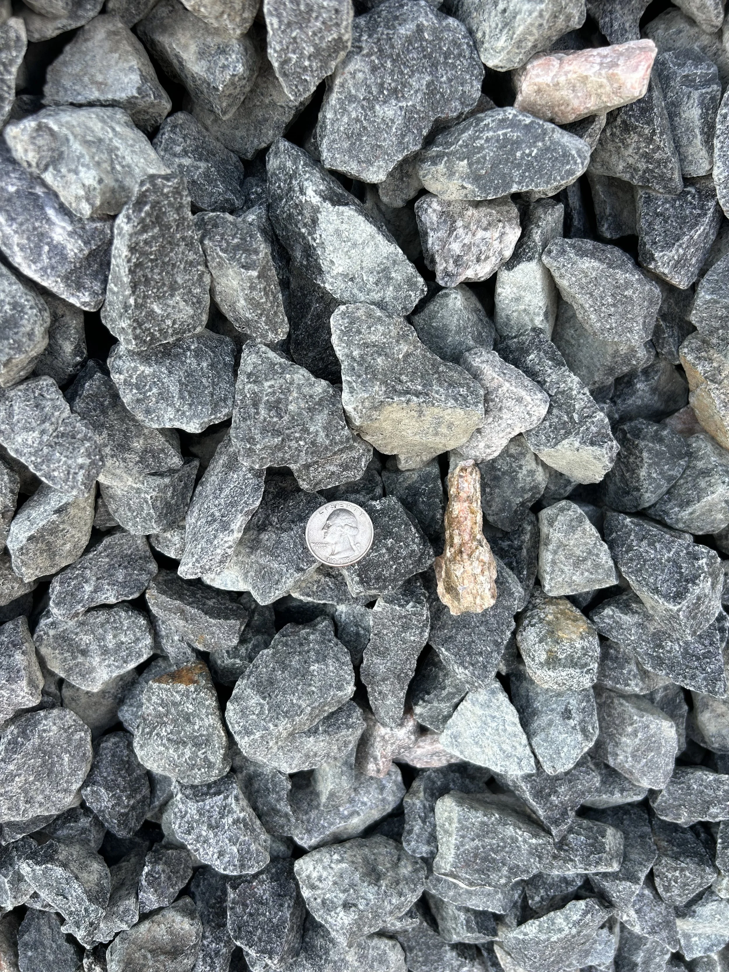 Shooting Star - Shade .JPG