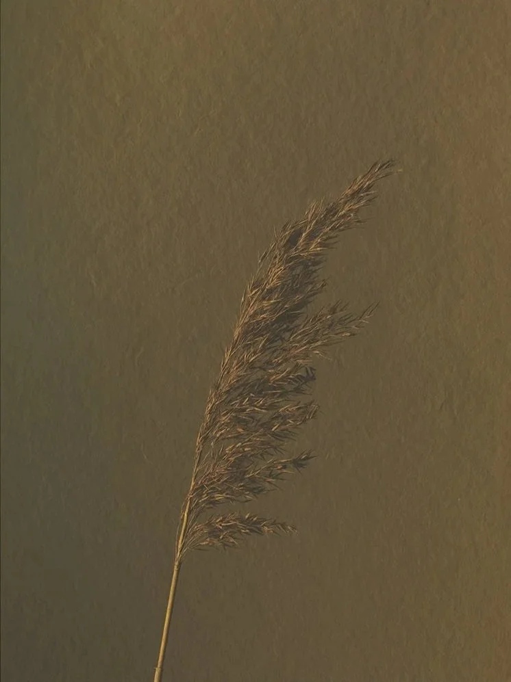 Grass_3+copy.jpg