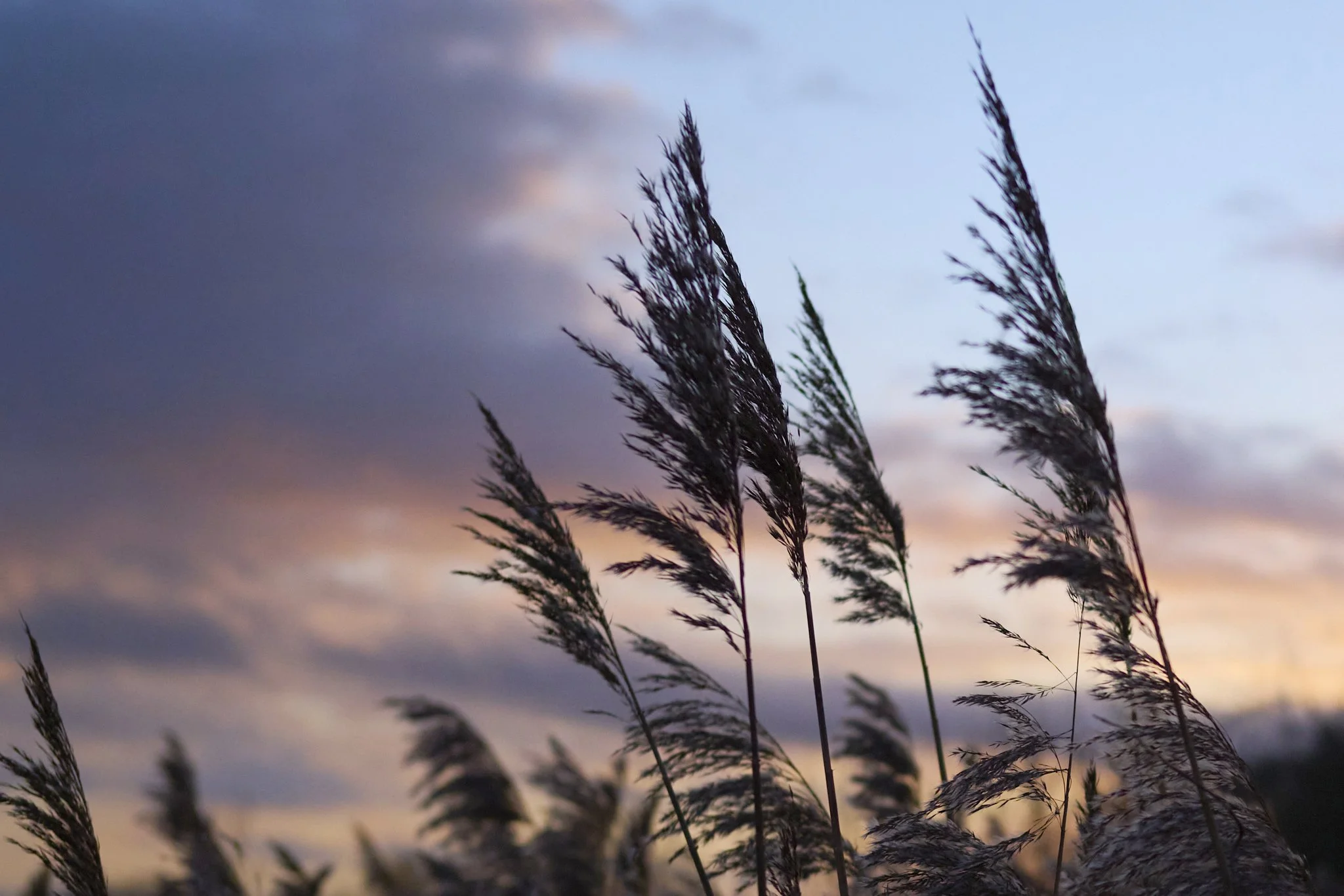 NORFOLK - Self-assigned